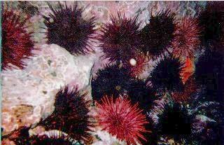 and sea urchins Sea cucumber fisheries Indian &