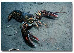 Crangonids Sub-phylum Crustacea: Crabs and
