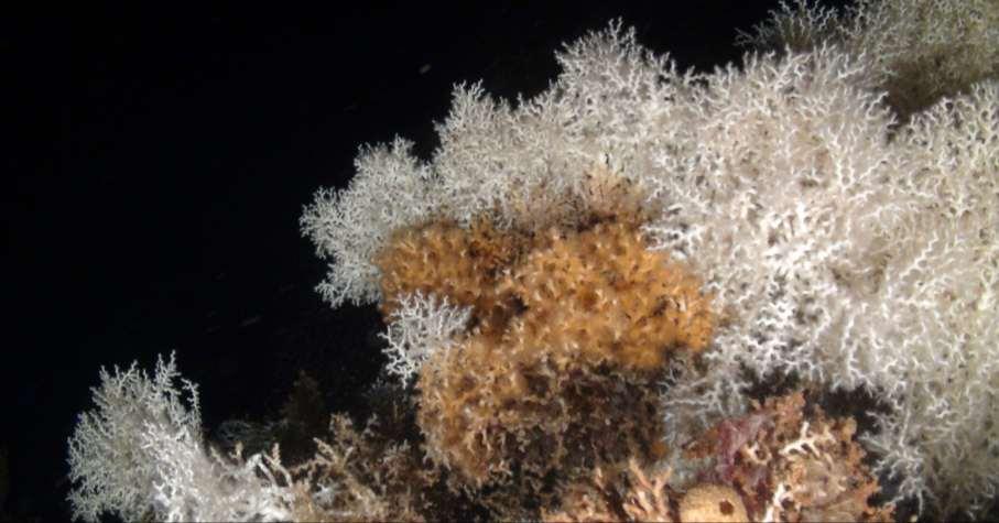 Cabliers Bank Cold-water corals