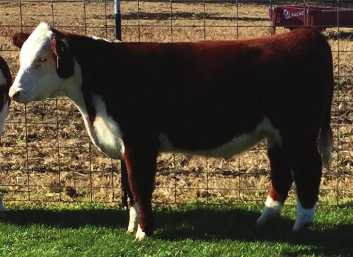 Lot 1 Hereford Steer DOB: 3-10-17 Sire: Time Bandit Dam: Crave Daughter **Land of Lincoln Consignor: Simpsen Show Cattle Lot 1 Lot 2 Polled Hereford Heifer MKSL Bettina 708E DOB: