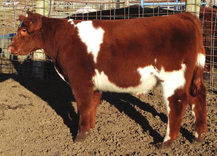 Her genetics are lined up as fancy as they come and she d make a tremendous addition to your show string or breeding herd.