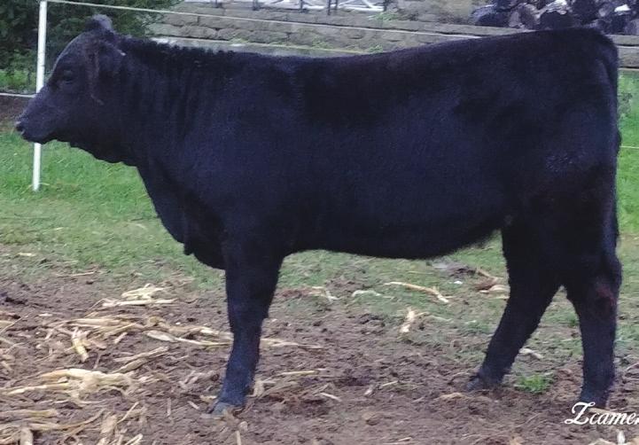 Lot 6 Crossbred Steer DOB: 5-13-17 Sire: Dakota Gold Dam: I-80 Cow **Very stout, halter broke. Super hairy and ready to show. Good for a beginner.