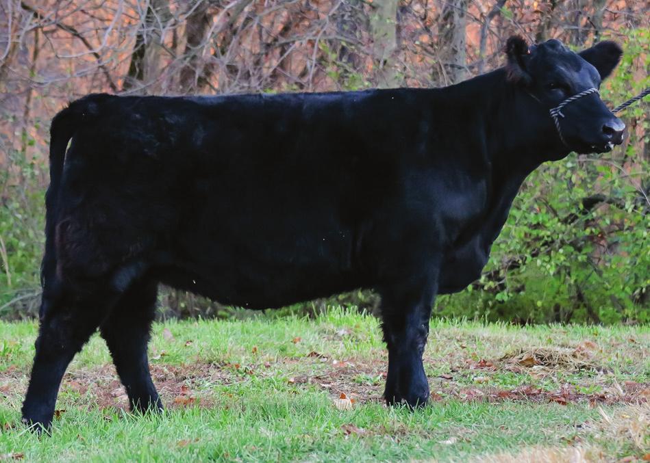 Consignor: Brody Titus Lot 8 Low % Simm/Chi/Maintainer Heifer DOB: 4-16-17 Sire: CMB Outrage (Uprising son) Dam: RCC Mona **Deep bodied heifer, good disposition. You choose how to register.
