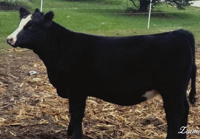 depth, maternal power and soundness you can really appreciate in a heifer. Her dam was Champion % Simmental at teh Illinois State Fair in 2006!! Don t miss this one guys and gals!