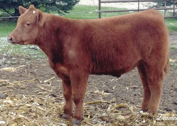 Lot 11 Crossbred Steer DOB: 4-28-17 Sire: MAB Son Dam: Trubador Cow **A great powerful red steer here guys that has plenty of muscle, thickness and depth. Also very sound.