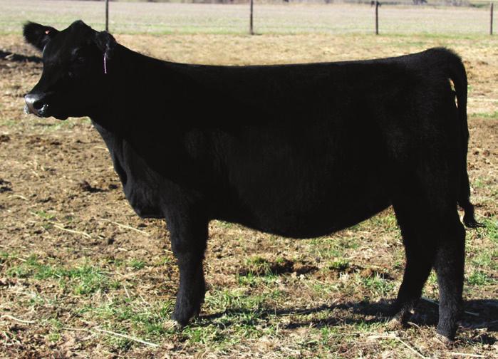 Combustible Dam: Angus cow Consignor: Vaigrt  Lot 18 Lot 19 1/4 %