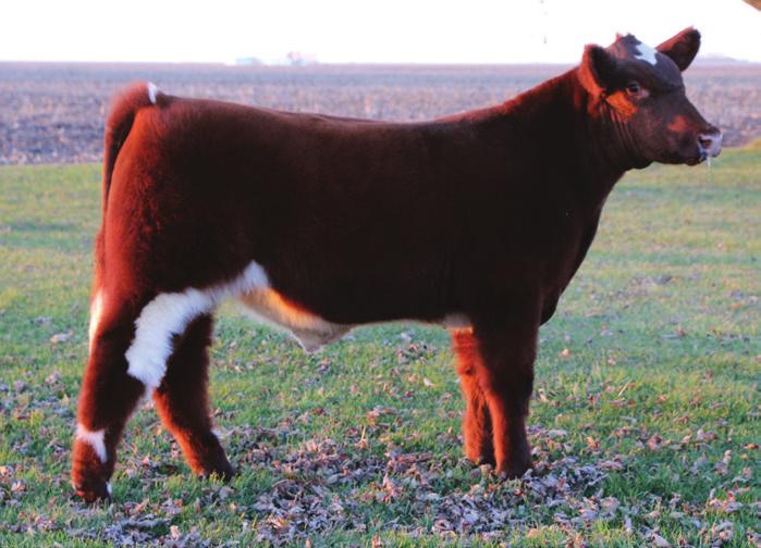 son) Dam: SULL Red Demand x K-Kim Mona Lisa **This steer is one that will contend!