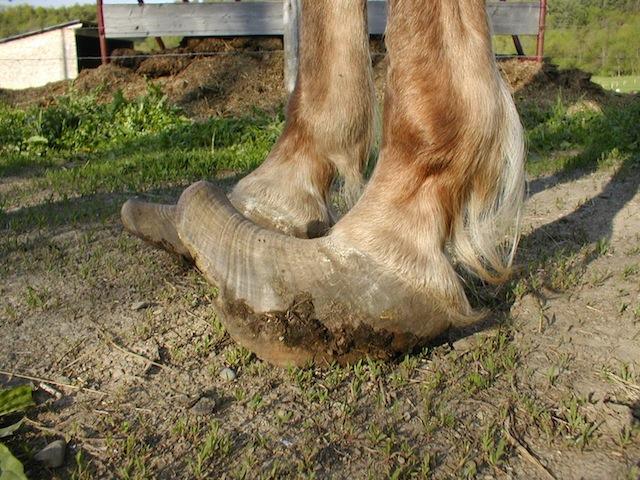of the hoof, contributes to all these things, and also effects your horse far more than you know and in ways you would not suspect.