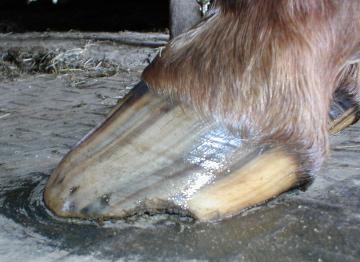 prepared for, and so it is with our horses, and this is sometimes why a horse turns up sore 2-3 days following a trim like this, and not because the trimmer did something wrong.