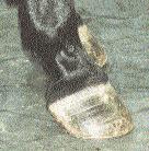 Burney Chapman and others popularized this shoe in the 80's for use on foundered horses but I find it useful for other problems as well, such as: Navicular or chronic heel pain,