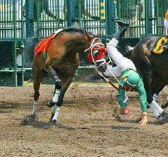 Equine injury database Increased education for owners,