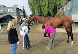 Recent initiatives NYRWB Task Force looked at Racehorse Health and Safety at Aqueduct New York Racing Emergency Rules