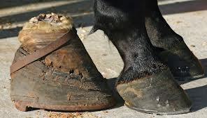 Performance Packages Pads, stacks, bolts, or heel springs affixed to hoof Pads up