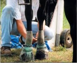 Chemical Irritants Caustic chemicals applied to pastern; chains increase pain.