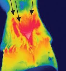 Instant feedback at show Thermography