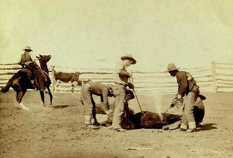Cattle and Cowboys 1866-1885: 55,000