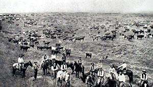 Herd cattle to corral Branding Long Drive 3