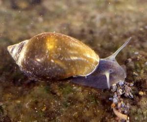 Pouch snails feed on algae that grows on plants or rock surfaces and while they can be found in almost all freshwater habitat anywhere, they are most commonly found in shallow slowmoving areas of