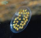 The egg masses are clear and gelatinous and can (sometimes) be found under rocks or debris. Newly hatched snails are initially white and about 1mm in length.