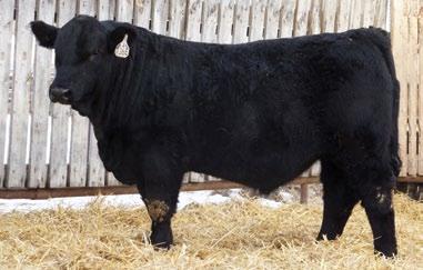 black bull last year. Unmatchable EPD s, excellent conformation, and out of 3 generations of excellent females. Wicked hair coat on this bull. 38 CE 8.4 BWT 3.
