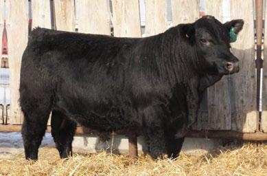 CWP 901 57 UNREGISTERED 18/1/2017 1/2 SIMMENTAL - 1/2 ANGUS Black Polled % CONNEALY CONFIDENCE MSR TENACITY 932W SURE BET SVS OPEN RANGE CWP 934C BLACK ANGUS 905X80 BW: 80 lbs SEPT 8 WT: 725 lbs FEB