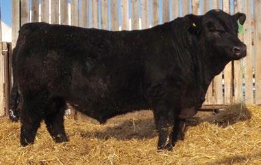 Structurally outstanding bulls that offer good growth for heifer styled bulls.