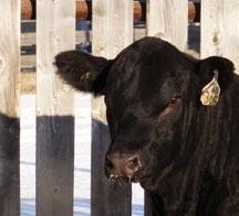 Porter Ranches Yearling Bull Sale Bulls Welcome to the 2018 edition of our bull sale catalogue.