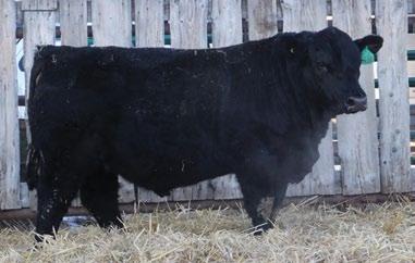 WT: 1250 lbs 17E s pedigree is full of sound feet, good udders, and prolific production. Solid red bull. 6 CE 8 BWT 2.4 WW 63 YW 92 MCE 15 MWWT 54 Milk 23 CW 27.9 MB -0.1 BF -0.074 REA 0.