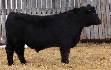 787 lbs FEB 12 WT: 1240 lbs Evolve has an excellent pedigree, conformation and will sire calves that are vigorous at birth.