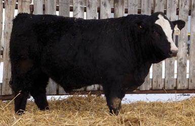 lbs FEB 12 WT: 1175 lbs A High Roller son that has strong comformation, good carcass, excellent birth and maternal traits.