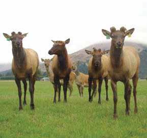 F1's Our F 1 breeding programme involves mating some of our top red European hinds to what I believe were the best Elk stags available at time of purchase for body conformation and growth rate.