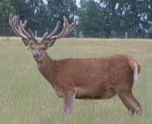of stag with outstanding breed values.