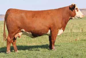 8 60 0.041 0.36 0.07 16 16 14 22.19.40.33.36.21.17.28 P P.19.28.28.27.24 Offered by Colyer Herefords Bruneau, ID 208-845-2313- Guy and Sherry 208-599-0340 - Guy 208-250-3924 - Kyle Guy@hereford.