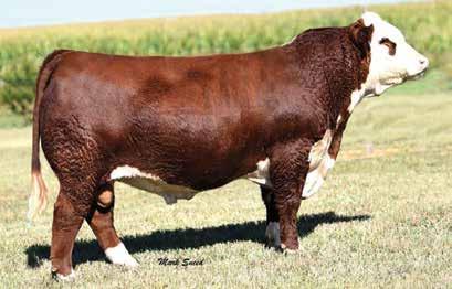 11 Embryo Package Four (4) Embryos The Walker Miss 4R 545 236 female was selected by Express Ranches as the pick of the Walker Polled Hereford Farms two-year olds they sold in the 2014 Mile High Sale
