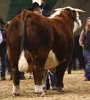 17 Aventus is the reigning supreme champion bull at the 2016 National Western Stock Show and full brother to Barber Ranch s popular multi-national champion female Anastasia,