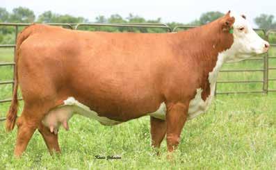 21 Embryo Package Three (3) Conventional Embryos 6131 is a very proven donor for Churchill and Hoffman Ranch.