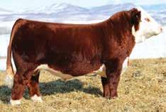 This mating to the popular Kickstart bull will be exceptional and is a great way to get in on the ground floor with Kickstart! Embryos are stored at Churchill Cattle Co.