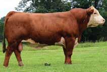 22 Pick of the Herd Flush KCF Bennett Revolution X51 Knoll Crest A260 Knoll Crest Farm is opening the gate to the donor pen to continue their support and commitment to research and breed improvement