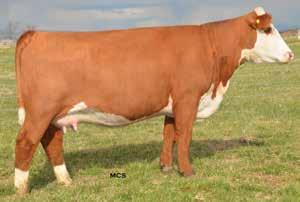 29 Embryo Package Three (3) Conventional Grade 1 Embryos Sire: /S Lady About Time 0437X Dam: R Leader 6964 Sire: Dam: HYALITE ON TARGET 936 {CHB}{DLF,HYF,IEF} R LEADER 6964 {DLF,HYF,IEF} P43500058 R