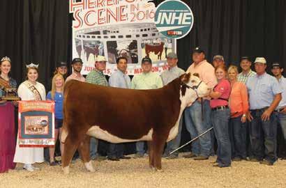 L O 2T National Champion Flush ECR Candi 5451 ET 43620794 - Calved: March 30, 2015 - Tattoo: LE 5451 We are showing our support of the Hereford Youth Foundation of America by offering a flush on our