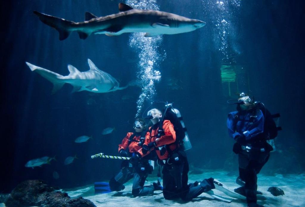 11 AT POINT DEFIANCE ZO0 & AQUARIUM Non-certified divers will be able to view sharks up close from an underwater cage (no experience necessary); certified scuba divers will swim among the sharks with