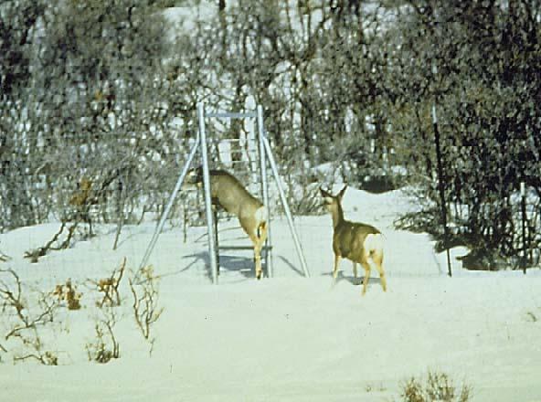 gates have had mixed results. Reed et al. (1974) found that gates were relatively effective in allowing deer to escape the ROW, however, Lehnert (1996) found that only 16.
