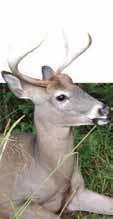 2015 16 Deer Harvest SUMMARIES 2015 16 Total Deer Harvest by Season and Zone DMZ Fall Bow Permit Bow Six-day Firearm Permit Muzzleloader Permit Shotgun 1 87 63 117 89 8 21 3 388 2 536 212 189 223 175
