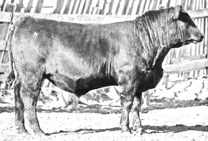 REFERENCE SIRE K C F BENNETT THEROCK A473 IMP 473A OCTOBER 08 2013 #1897808 BW: 78LBS.