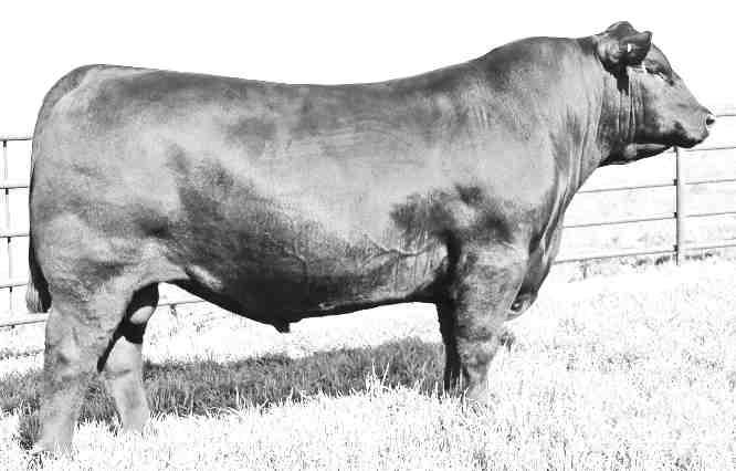 REFERENCE SIRE S A V TEN SPEED 3022 IMP 3022A FEBRUARY 17 2013 #1823029 BW: 66LBS. ADJ 205 DAY WT: 991 LBS. ADJ 365 DAY WT: 1584 LBS.