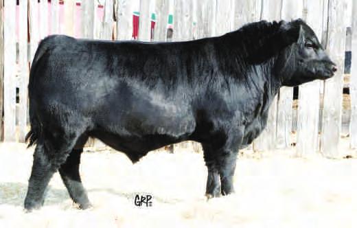 PERFORMANCE CATTLE with function & efficiency 03070247 OPTIMAL BOVINES INC.