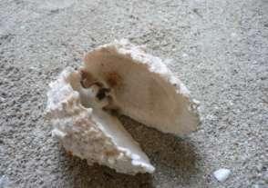 piece shells Bivalve: Consisting of two