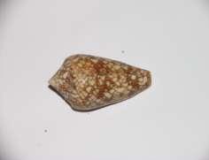 Leopardus Cone Shell Located