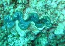 cowry- Located under dead coral
