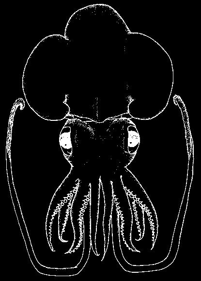 160 Cephalopods 3a. Shell calcified, coiled, chambered (Fig. 20)..................... Spirulidae 3b. Shell chitinous and rudimentary or absent (Fig. 21).................. Sepiolidae Fig.